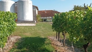 A vineyard with grapevines, a building with a red roof, and two large white silos. - Renovated Charente cottage with vineyard views, near Angoulême (Champagne-Vigny)