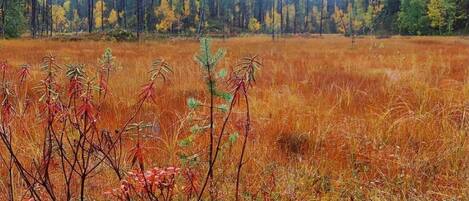 Àrea exterior de l'allotjament