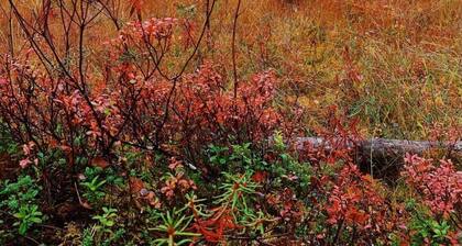 Sallan lumous a by Interhome