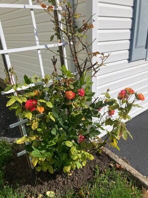 Exterior detail - Charming, Convenience and Comfort - Minutes from Downtown Rochester (Irondequoit)