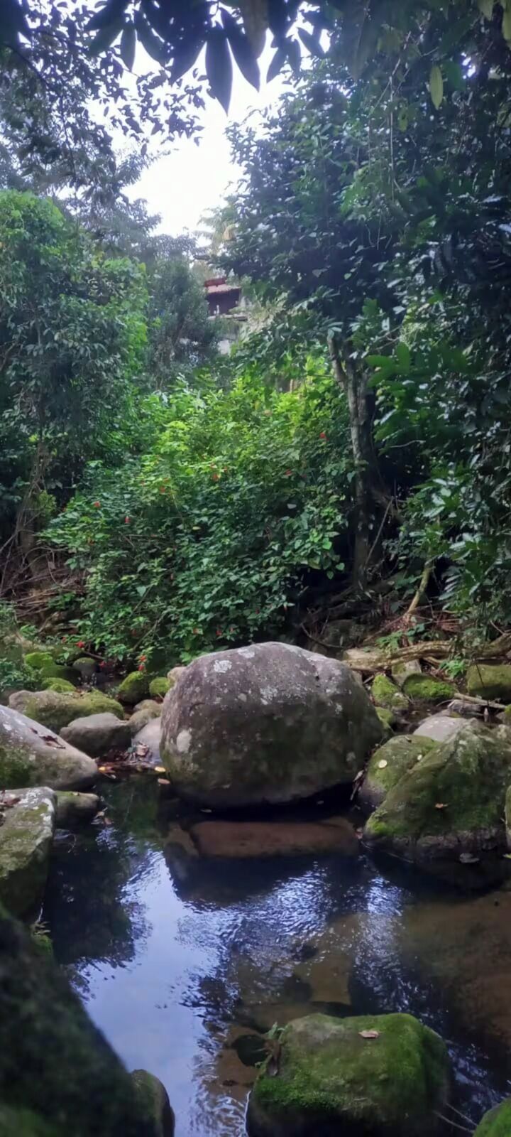 A natural outdoor setting with a stream, rocks, and dense foliage.