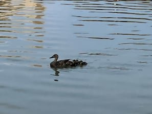 Miscellaneous - Minutes to Orlando attractions! Full kitchen, living room, balcony. (Lake Buena Vista)