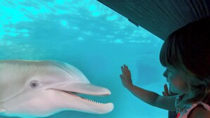 Un enfant interagissant avec un grand animal marin dans un aquarium.