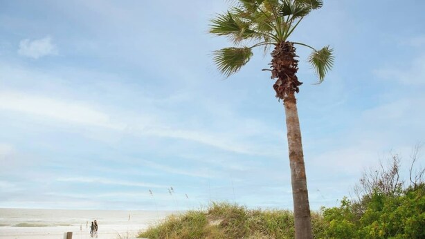 Escena de playa con una palmera alta, arena y cielo despejado.