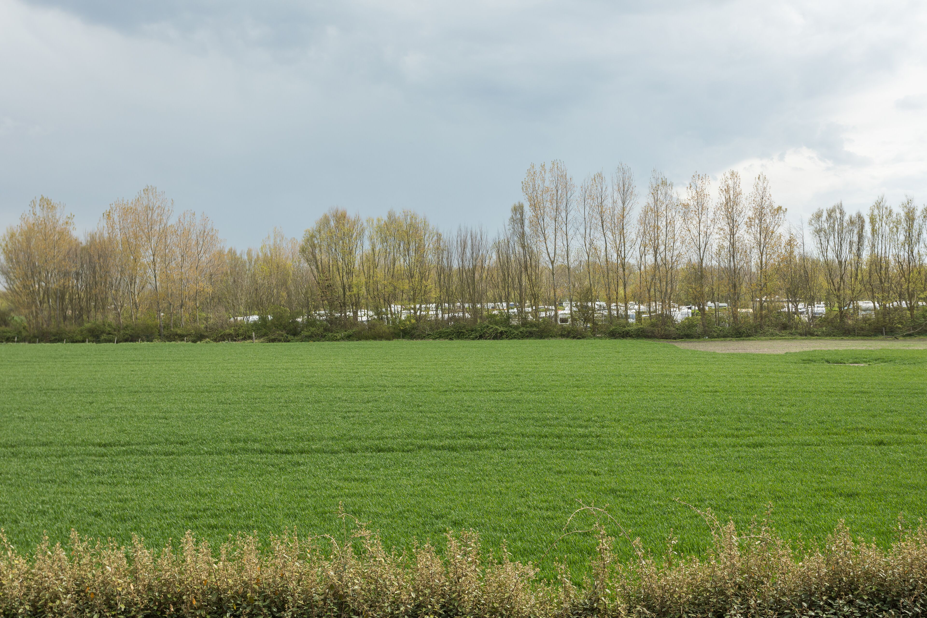 A large, open green field with a line of trees in the background.