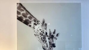 A framed artwork of two giraffes in a bathtub.