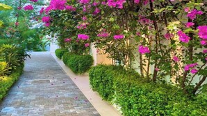 A pathway lined with lush green hedges and vibrant pink bougainvillea flowers. - The Lead Hotel (Freetown)