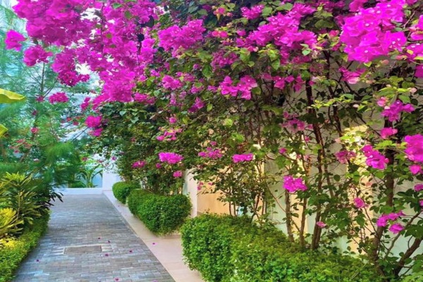 Garden view