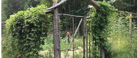 An outdoor enclosure with a wooden structure, a large tree, and dense foliage.