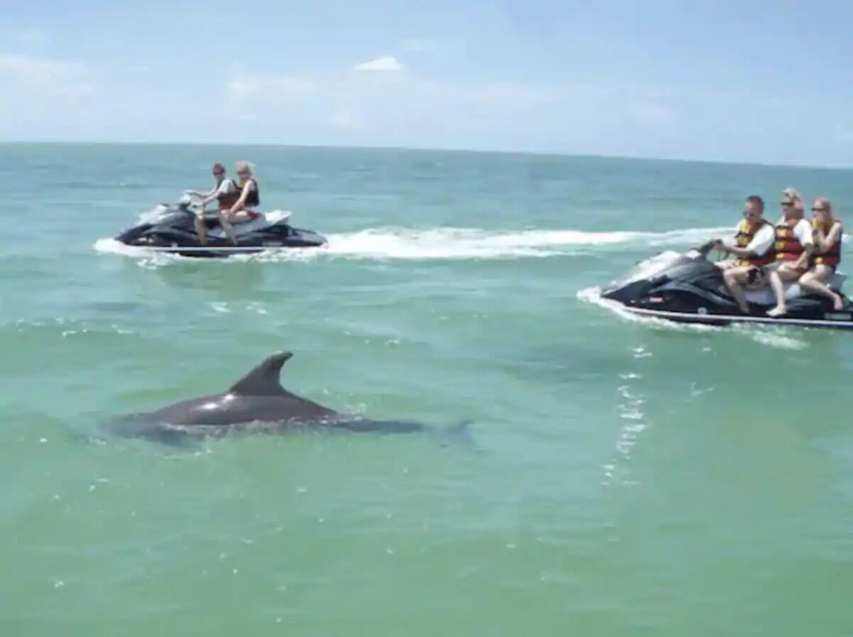 Two jet skis with passengers and a dolphin in the water.