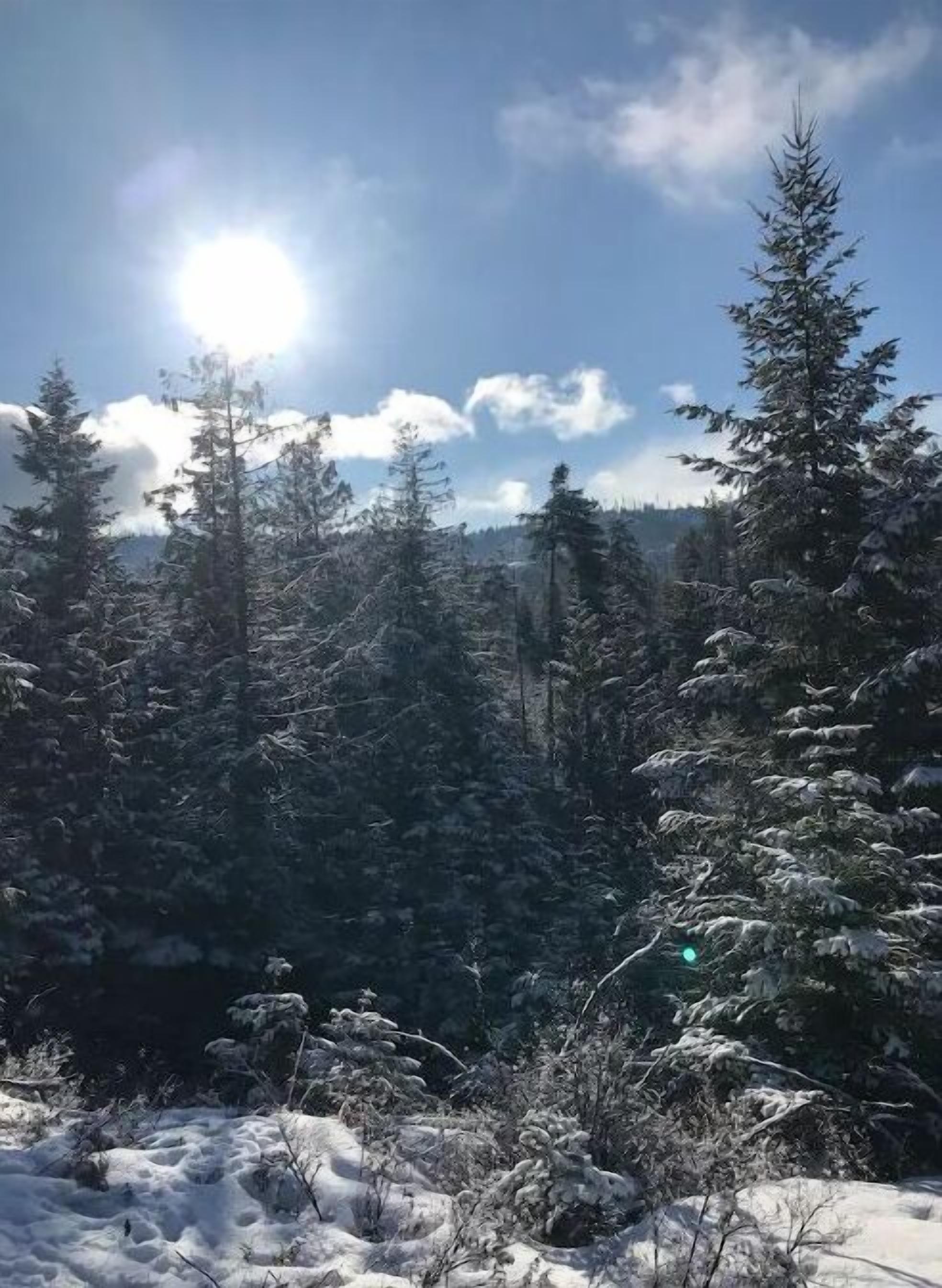 Une zone boisée où les arbres sont recouverts de neige et où le ciel est dégagé.