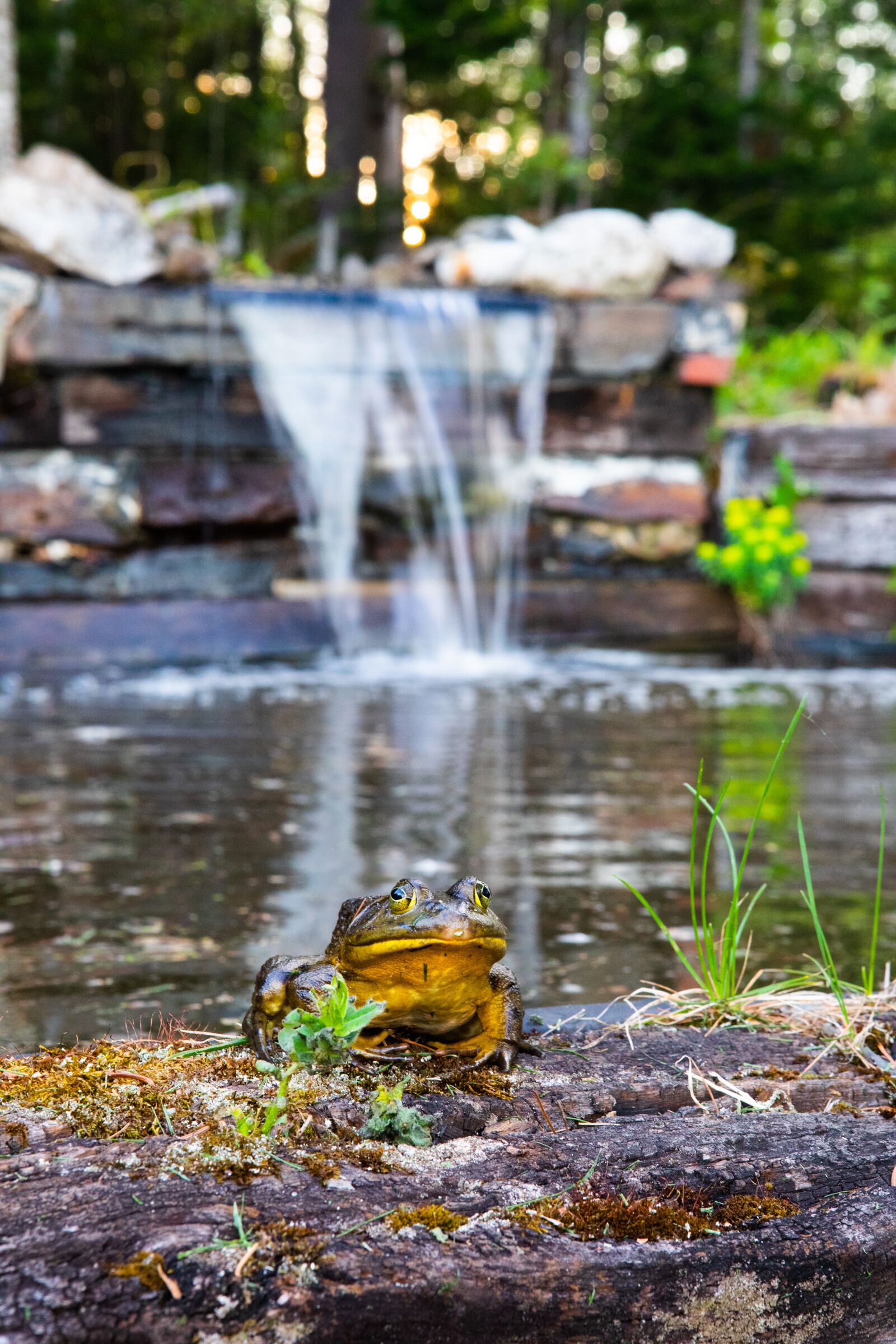 A frog on a rock near a waterfall in a natural setting.