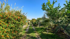 A garden pathway surrounded by various plants and trees.