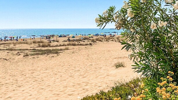 A beach with clear skies, a sandy shore, and some greenery.