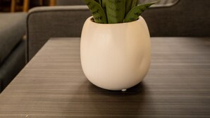 Ein Blumentopf auf einem Tisch in einem modernen Wohnzimmer mit einer Couch und einem Essbereich im Hintergrund.