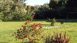 Ett gräsområde med en liten, rödblommande buske och en hög växt med bruna blad.
