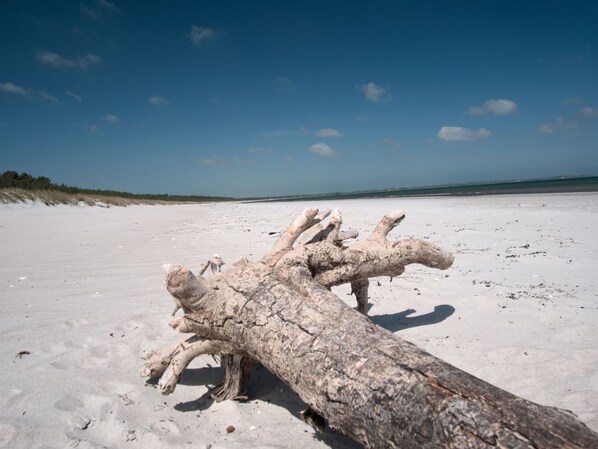 Ein großes Treibholzstück an einem sandigen Strand unter blauem Himmel.