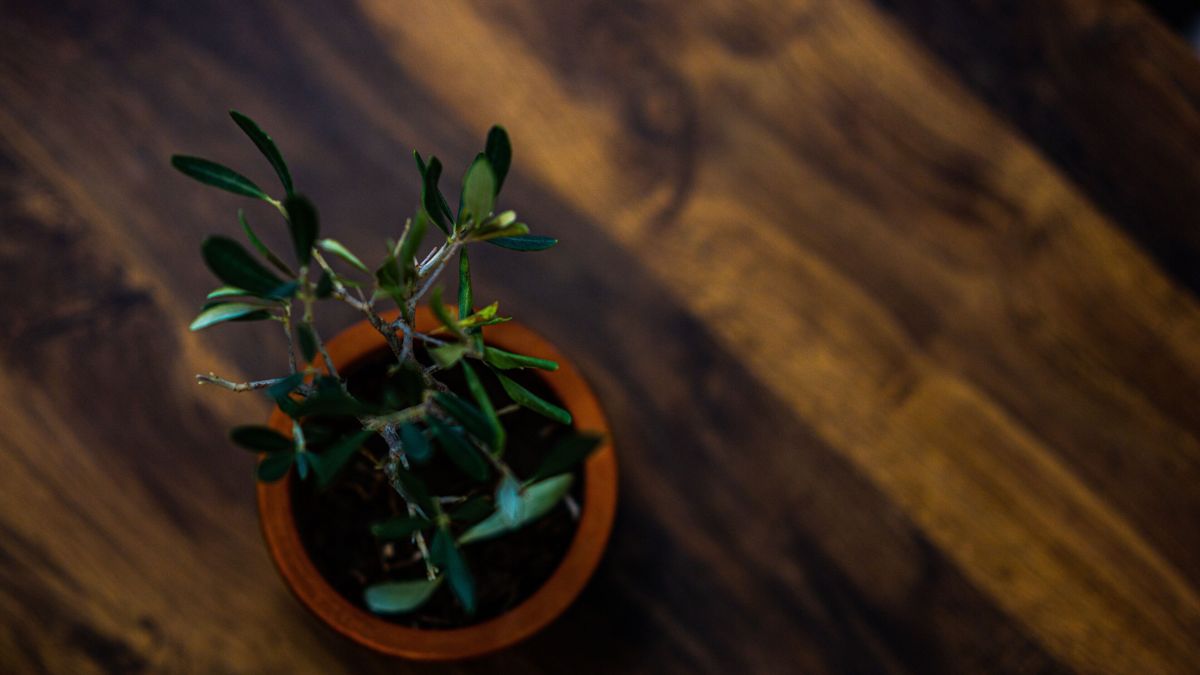 A potted plant on a wooden surface.