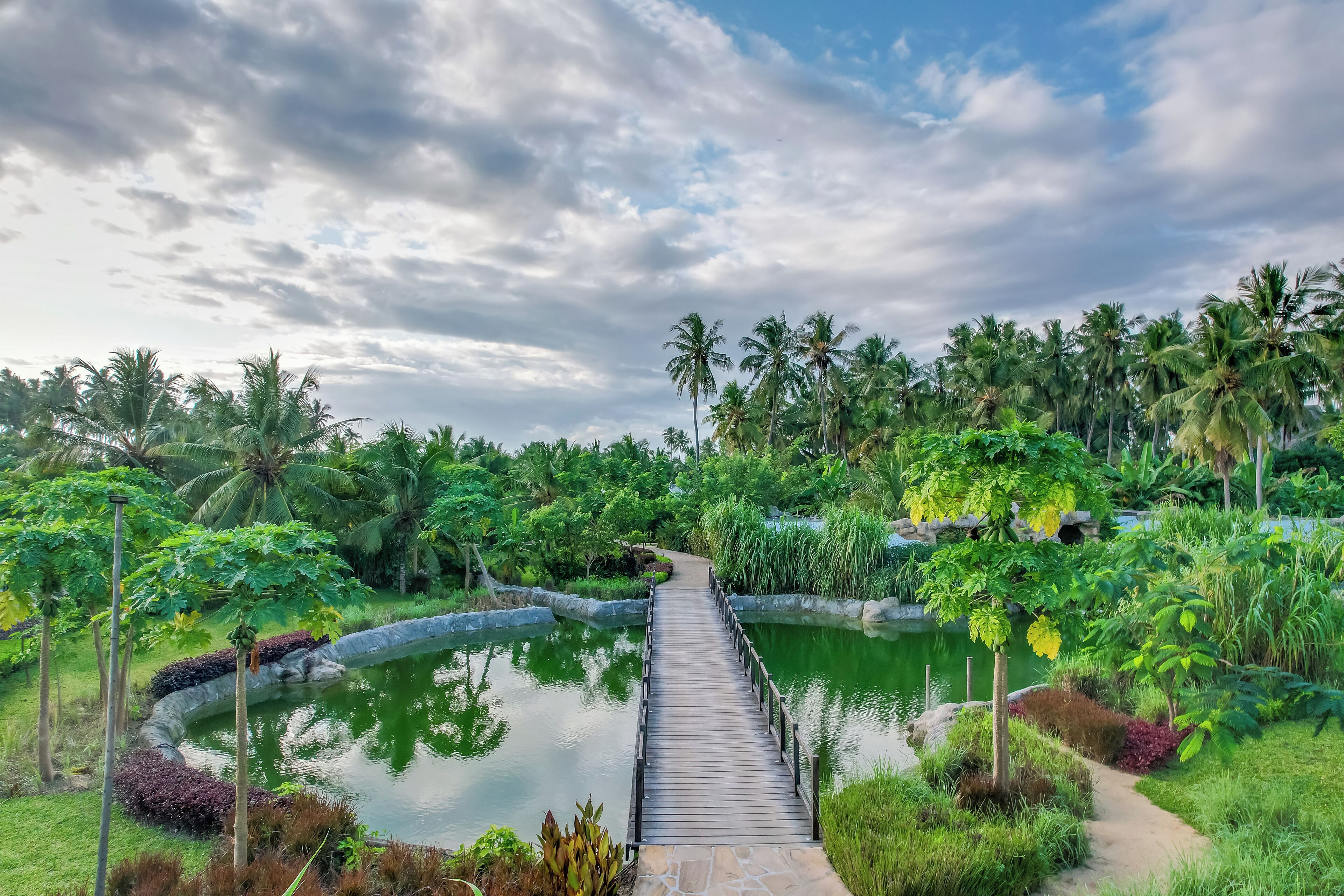 A wooden pathway leading to a pond surrounded by lush greenery and palm trees.