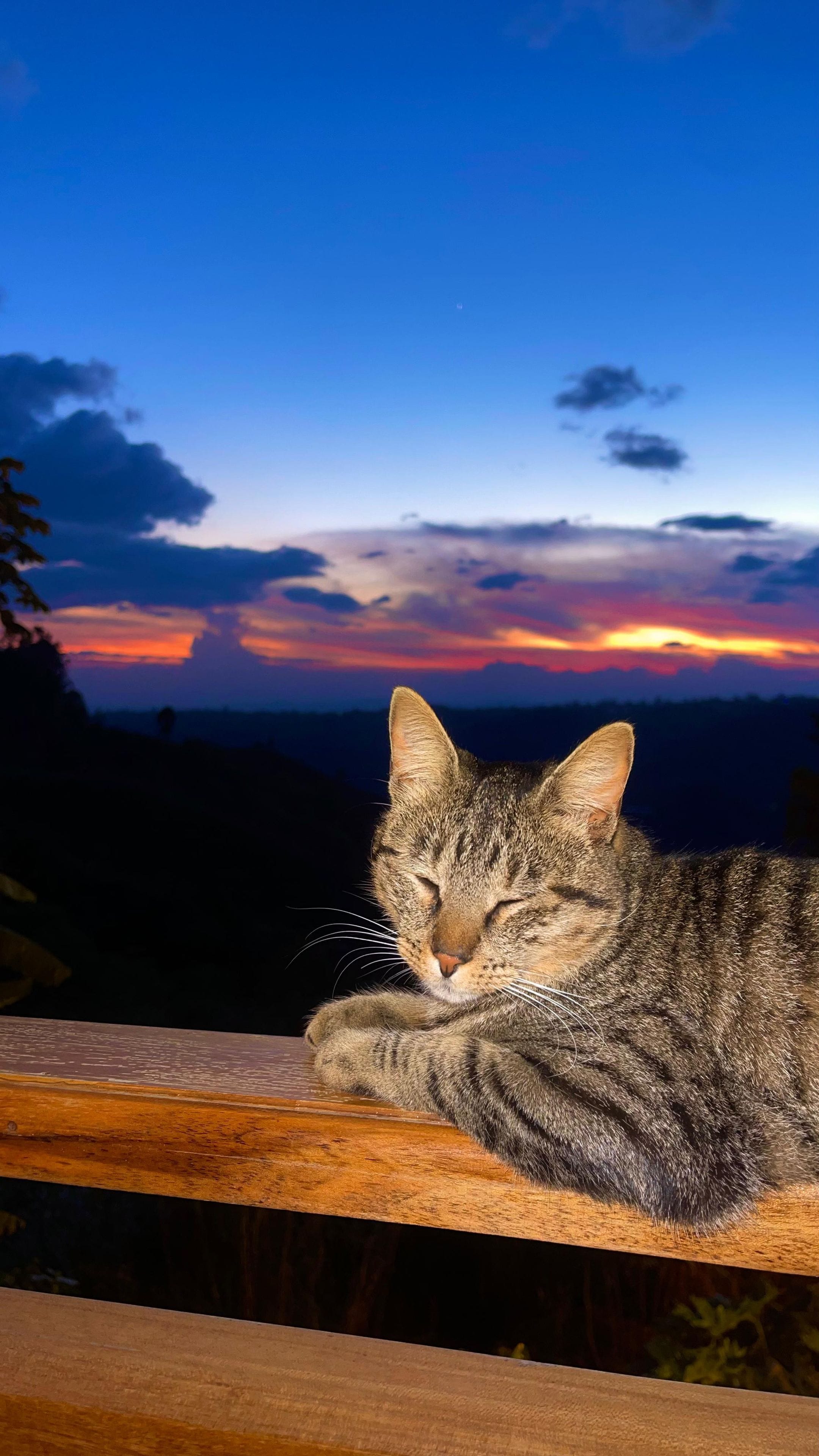 Un chat se reposant sur une rambarde en bois, avec un coucher de soleil en arrière-plan.