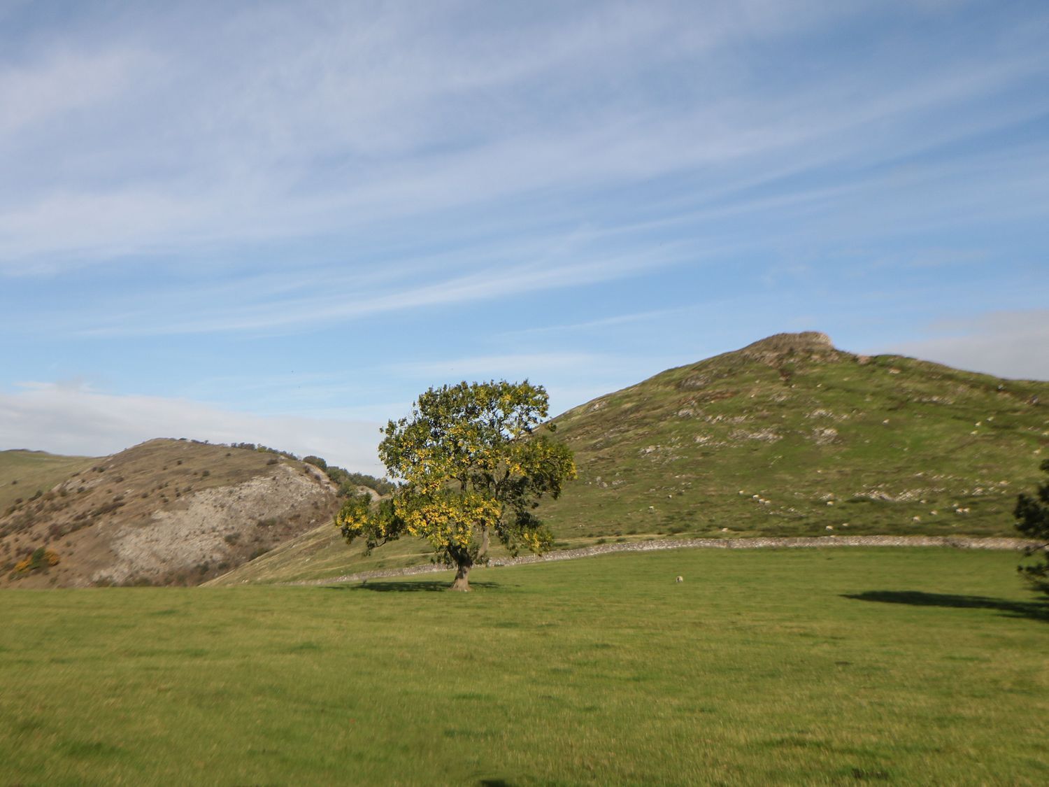 Un campo cubierto de hierba con un árbol solitario y una colina al fondo.