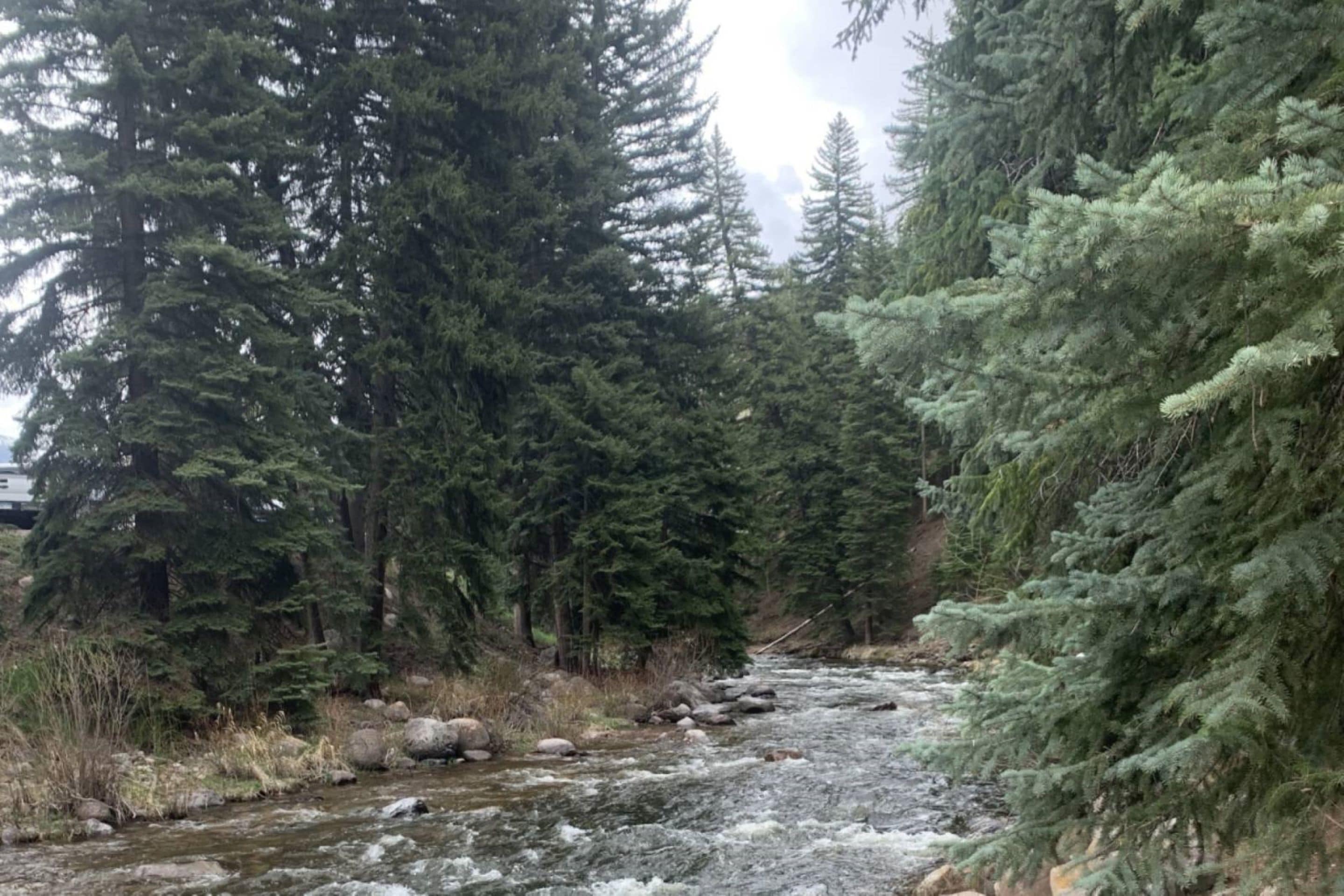 A river flowing through a forest with tall evergreen trees.