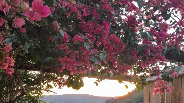 Una bañera de hidromasaje con una persona relajándose, rodeada de exuberantes flores rosadas y una vista panorámica de la montaña.