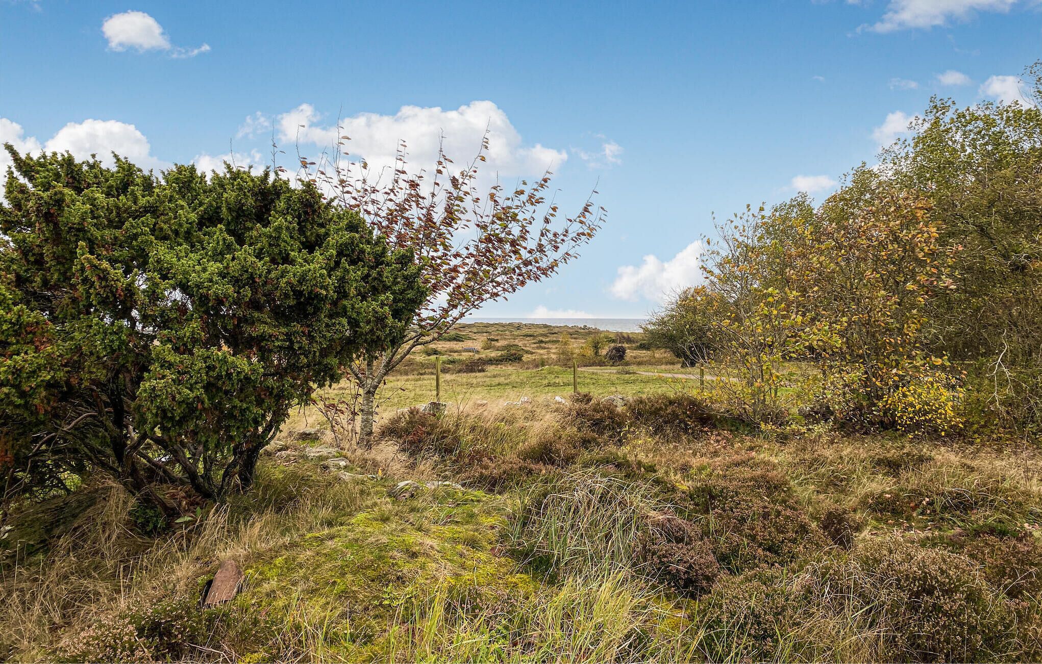 A rural landscape with a variety of vegetation, including trees and shrubs.
