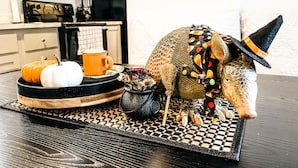 Une cuisine équipée d’un four à micro-ondes, d’un four traditionnel et de placards. On y trouve une citrouille décorative et une tasse sur un plateau.