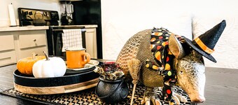 The Holiday Armadillo • AR Tiny House