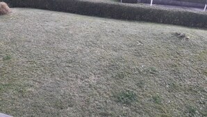 A grassy area with a hedge, a road, and a building in the background. - Holiday Apartment "Ferienwohnung Köppl" with Terrace (LAM)