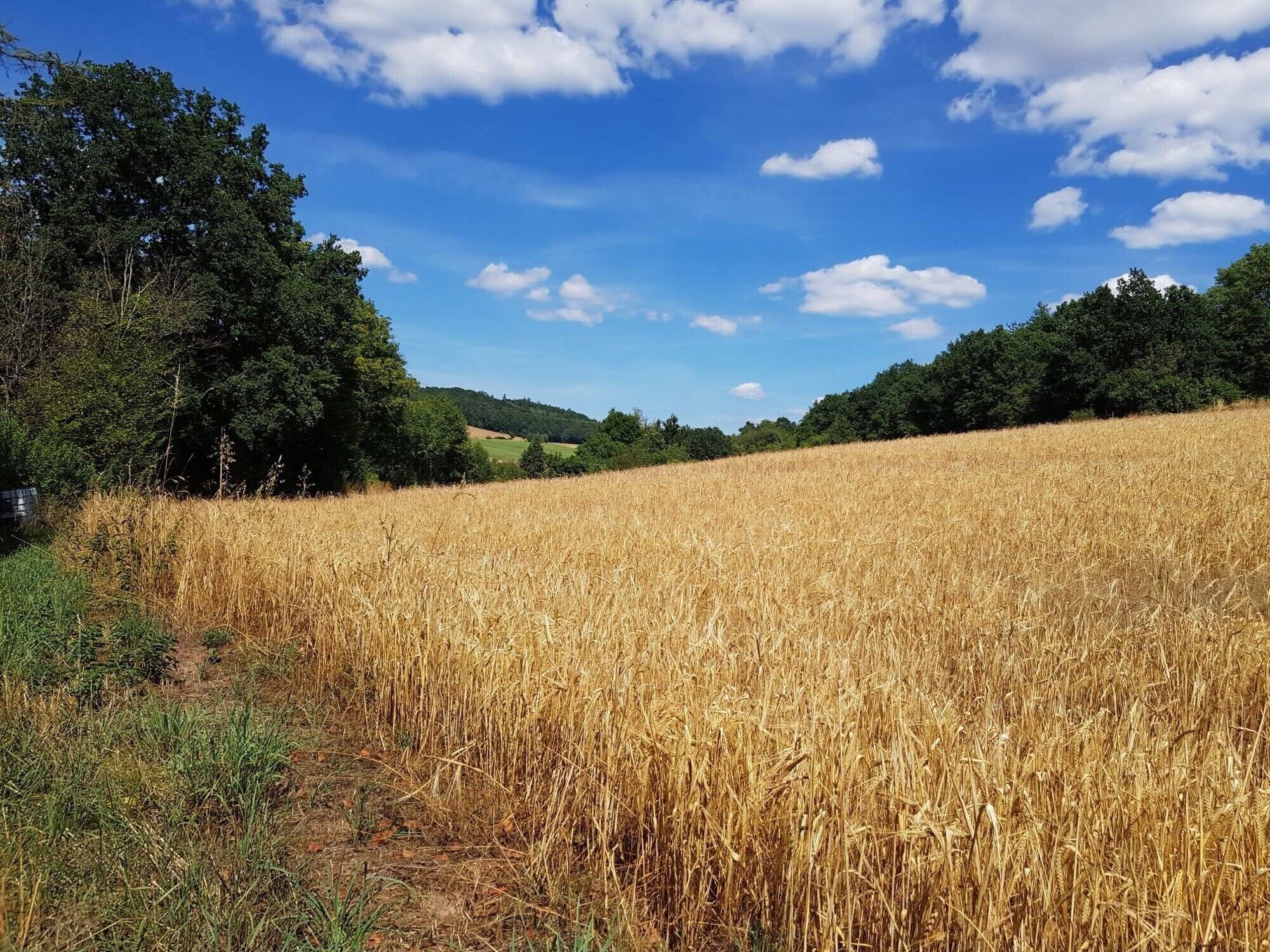 A field of golden wheat under a clear blue sky.