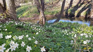 Eine natürliche Landschaft mit einem Bach, Bäumen und weißen Blüten.