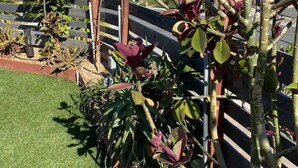 A garden with various plants and a wooden fence. - Oceanside Gem W/ Pool, Hot Tub and Game Room! (Oceanside)