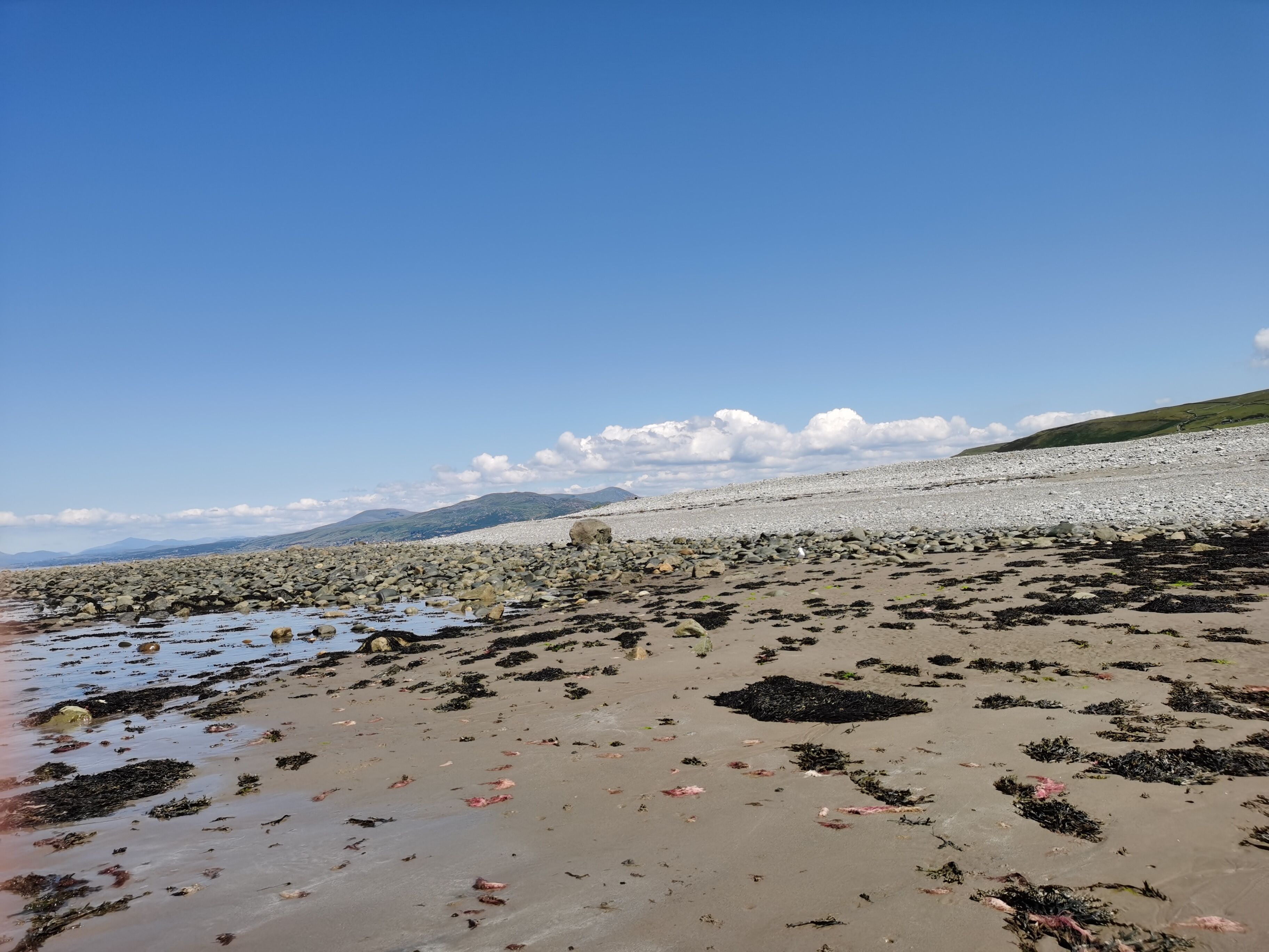 A rocky beach with seaweed and pebbles, a clear sky, and distant mountains.