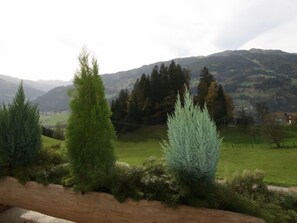 Un paysage composé de différentes espèces d’arbres, avec une vue lointaine sur des montagnes.