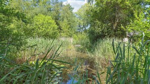A natural landscape with a pond surrounded by dense vegetation and trees.