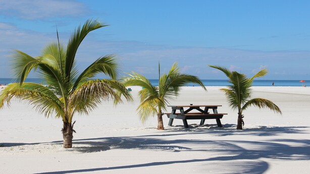 Une plage avec des palmiers et une table de pique-nique.