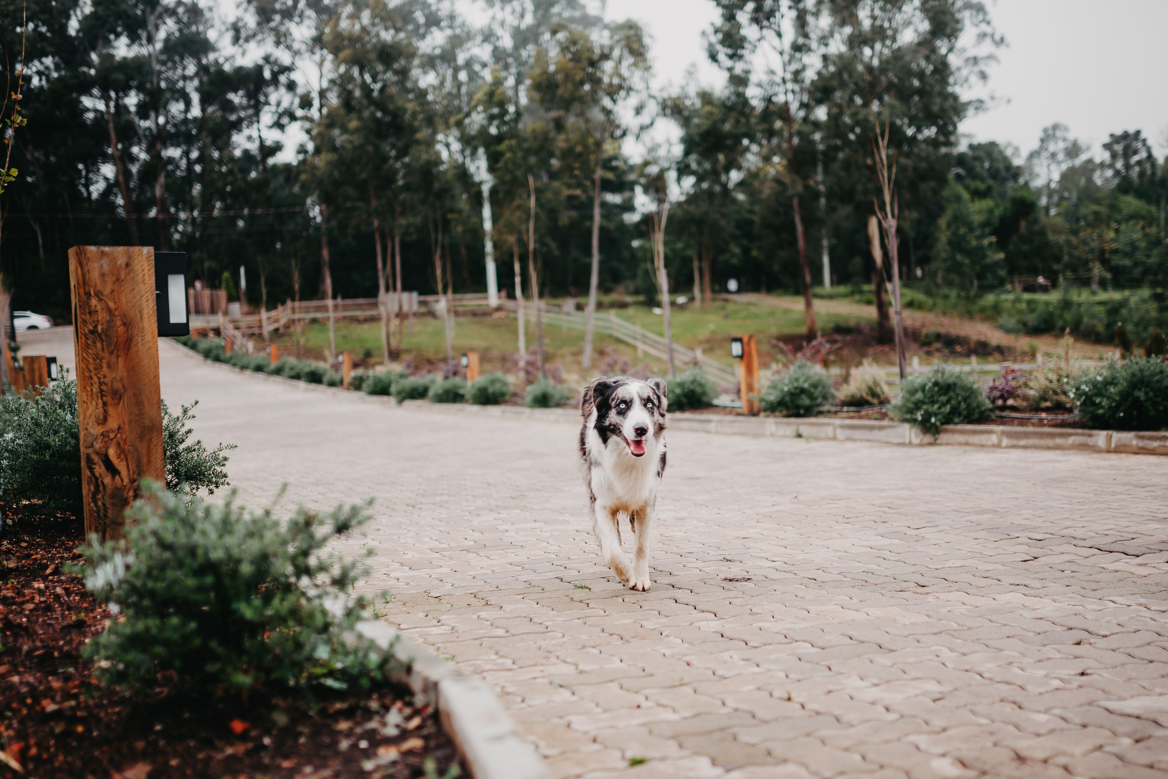 A dog walking on a paved pathway surrounded by greenery and trees.