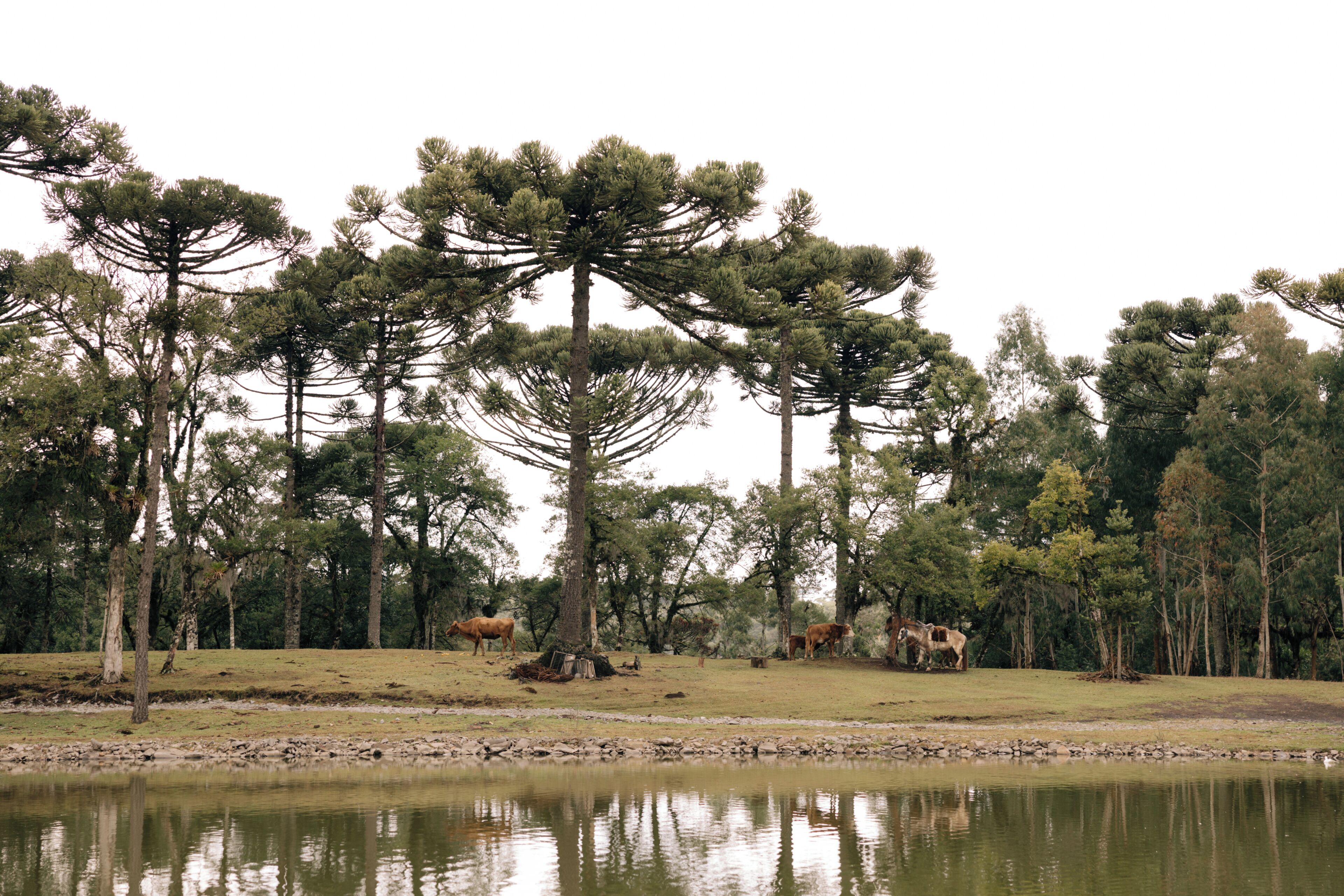 Een natuurlijk landschap met water, bomen en grazende koeien.