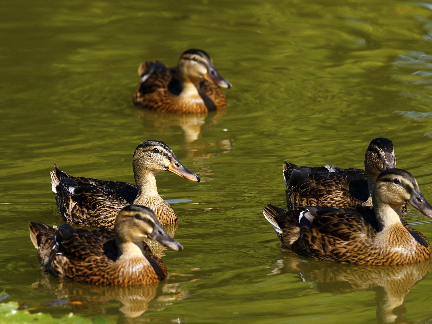 內部