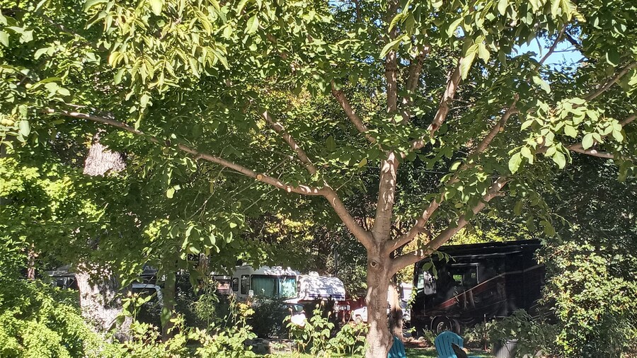 大脚车房和小木屋公园