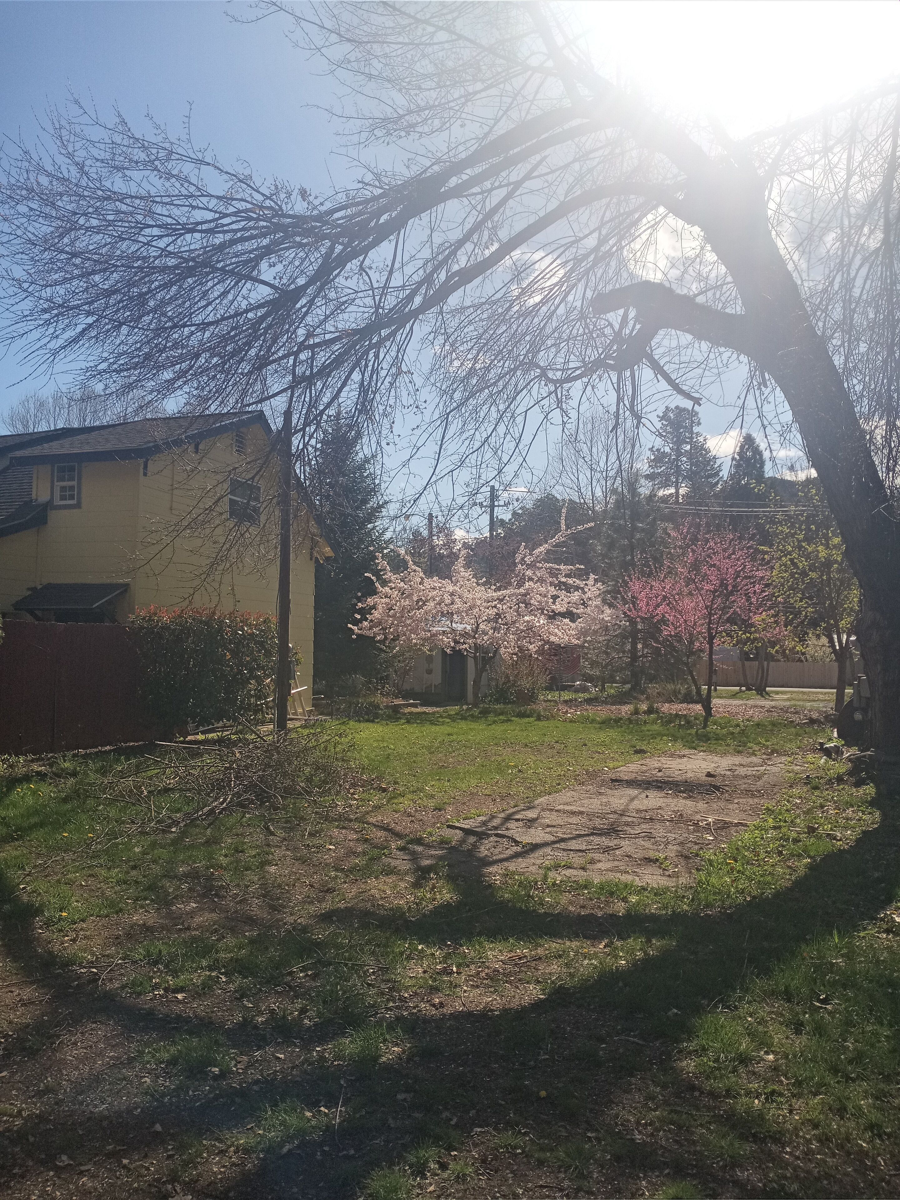 Ein Wohngebiet mit einem Haus, einem Baum in voller Blüte und blauem Himmel.