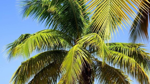 A single palm tree on a sandy beach with a clear blue sky and ocean in the background. - Bright house overlooking the bay of Marin (LE MARIN)