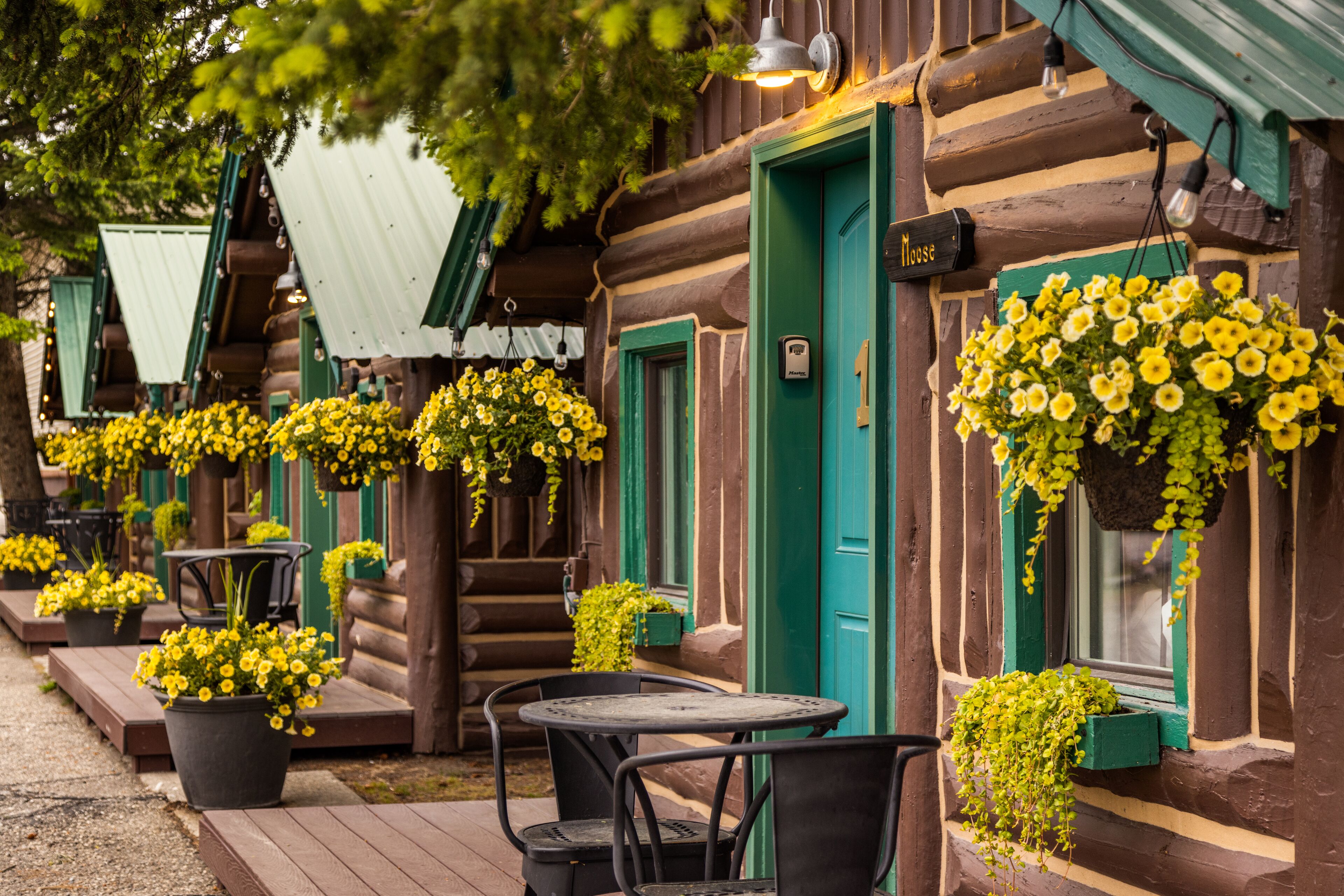 Foto - The Bucking Moose