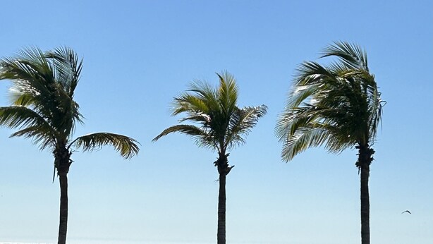 Three palm trees, a beach, and the ocean. - Newly Remodeled. Water views from your private lanai.  Steps to Madeira Beach. (Madeira Beach)