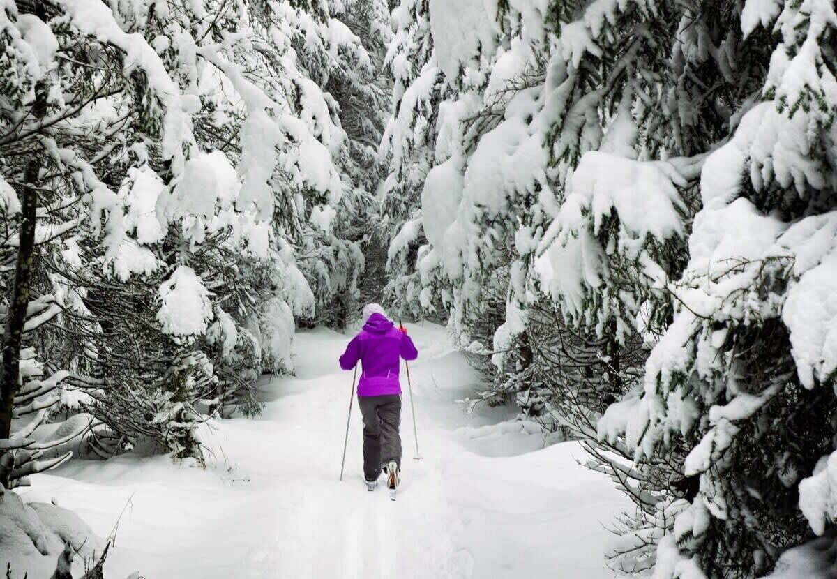 Een persoon die door een besneeuwd bos skiëst.
