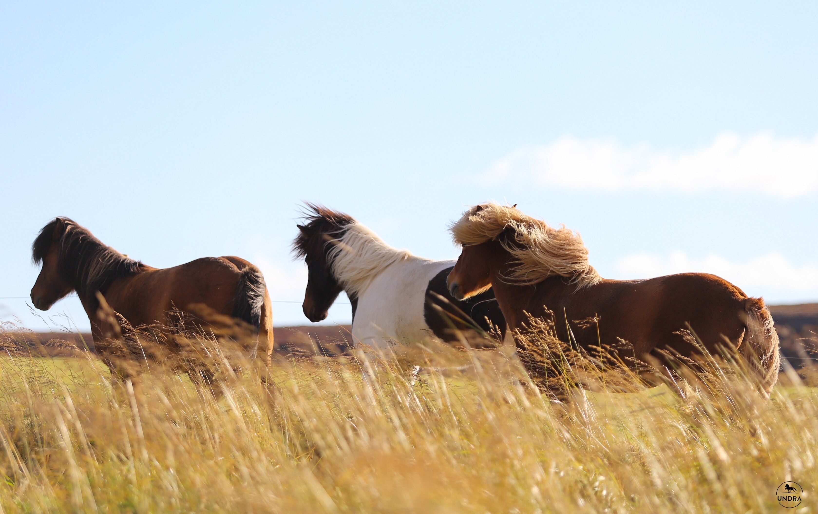 Three horses in a field with tall grass and a clear sky.
