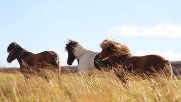 Three horses in a field with tall grass and a clear sky.