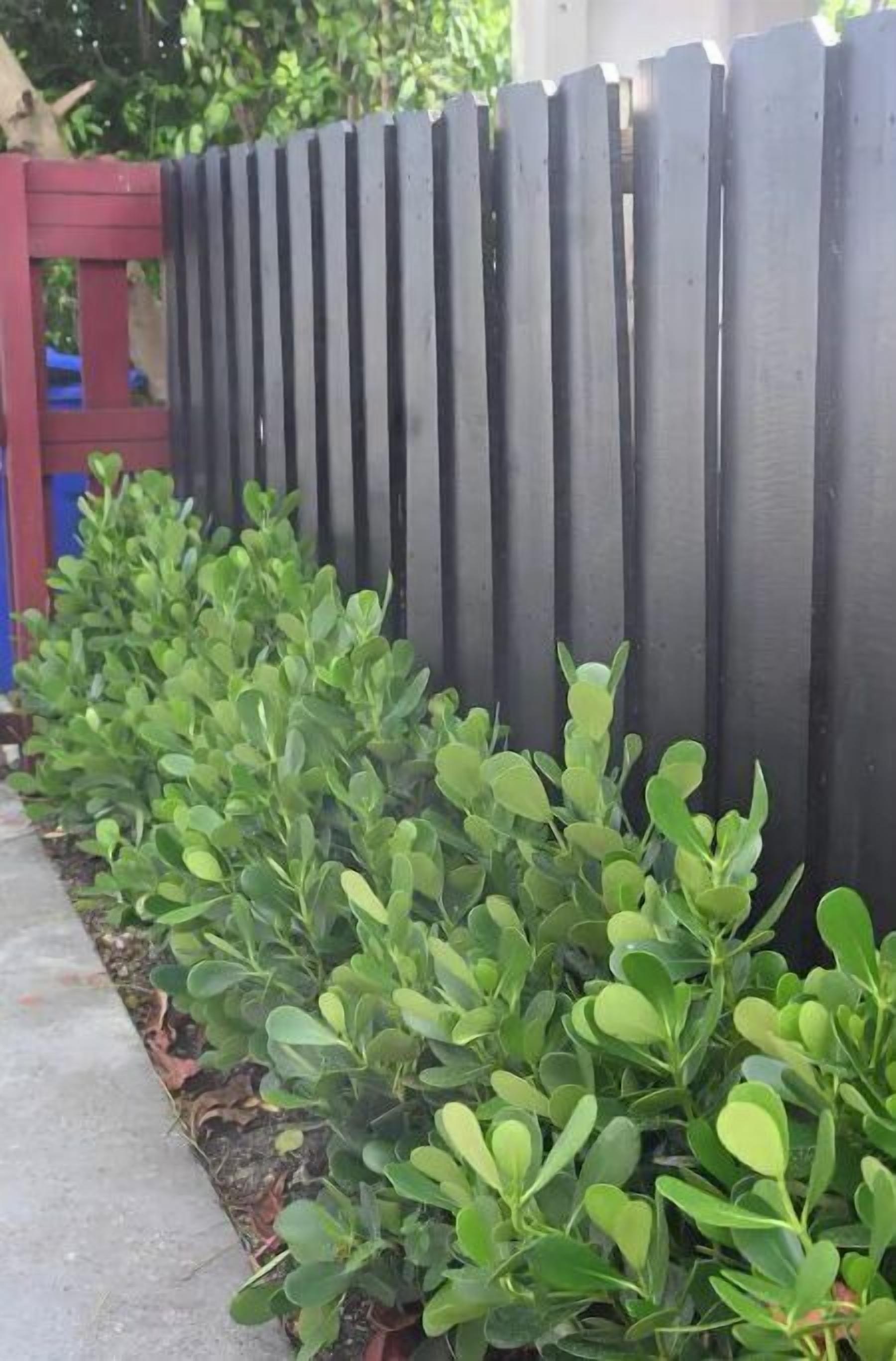 A black wooden fence with a row of green shrubs in front.